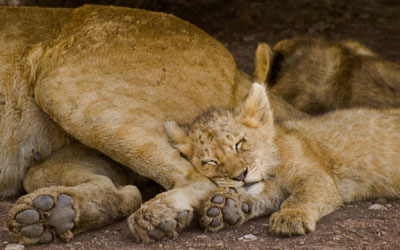 Sleeping Lion Cub