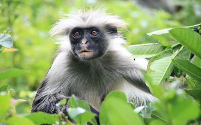 Red Colobus monkey - Zanzibar