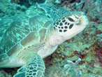 Diving a Zanzibar