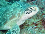 Diving a Zanzibar