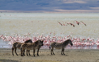 Zebras and flamingos