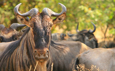 serengeti migration gnoe