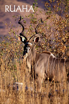 Poster del Parco Nazionale - tanzaniaparks.com